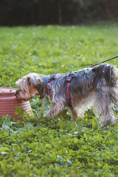 Chien Yorkshire Terrier pratiquant le travail de détection d'odeurs